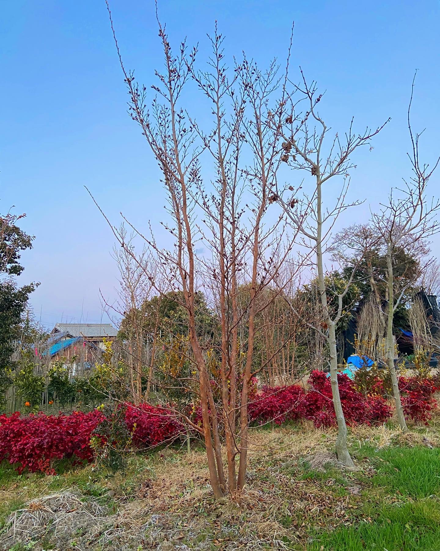 山銀農園 Stewartiamonadelpha ヒメシャラ シンボルツリー 手間がかからない庭木 植える場所は夏の直射日光が 当たる場所は避け 明るい北側や東側がベスト 植木屋 植木生産 植木販売 畑仕事 掘り取り 植栽 外構 家づくり 洋風 新築 緑の