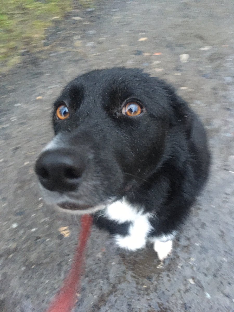 GeordieHound's tweet photo. Wet and wild walk this morning, so I wasn’t hanging about too long for photos. 
Home now, snuggled up in my robe on the spare bed next to the radiator, while supervising the human
It’s 1 week until my first gotcha anniversary! https://t.co/qzNNQXIf8E