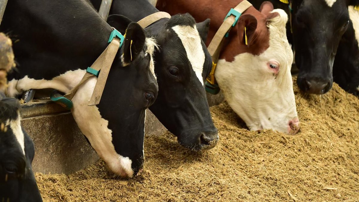 Farming_Indo's tweet photo. Rising feed prices highlight the urgent need to develop home-grown alternatives writes @gerry_giggins  https://t.co/wuVVdewGnh https://t.co/nCnITtB6Za