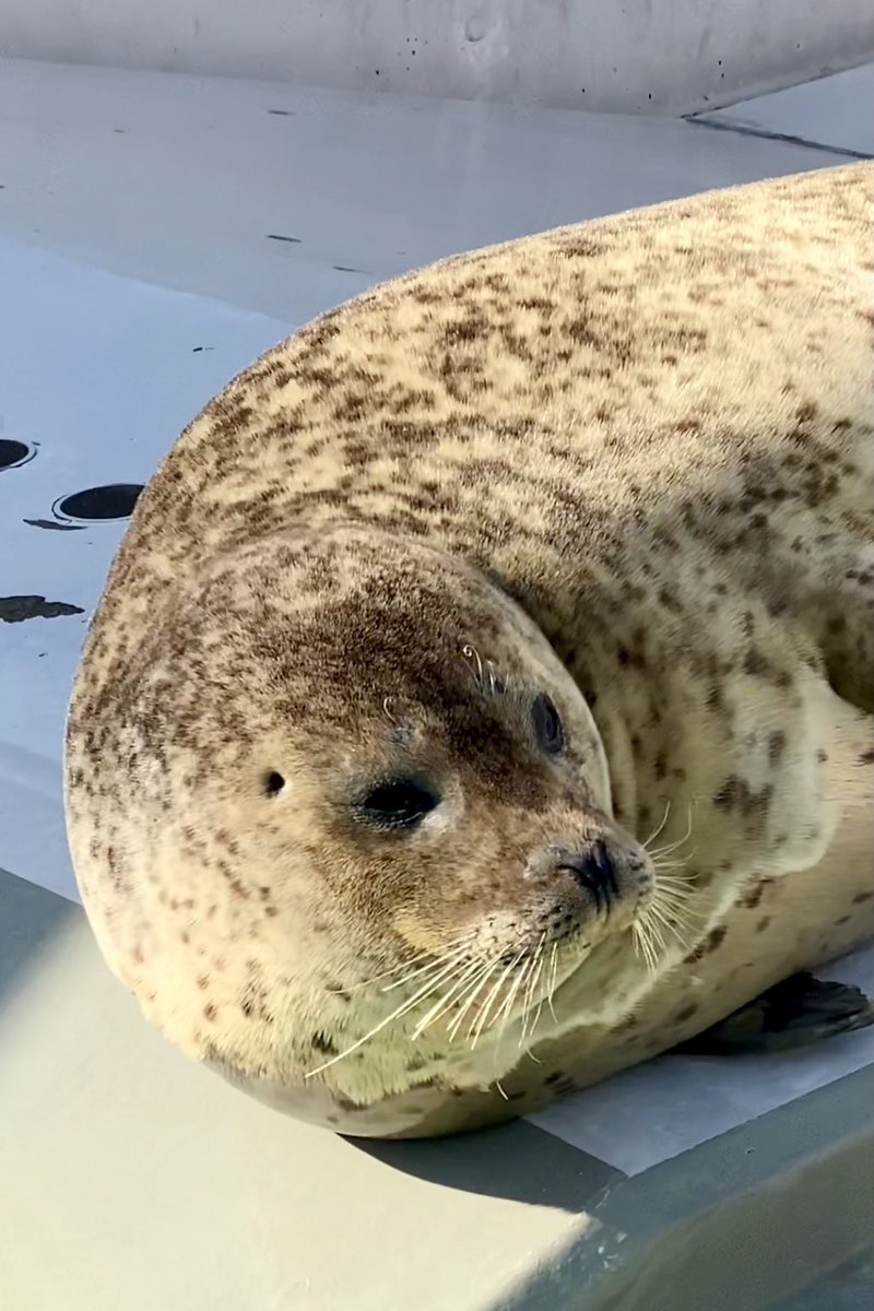 ガッチリカ 眉毛もくるくる あざらし Seal 須磨海浜水族園