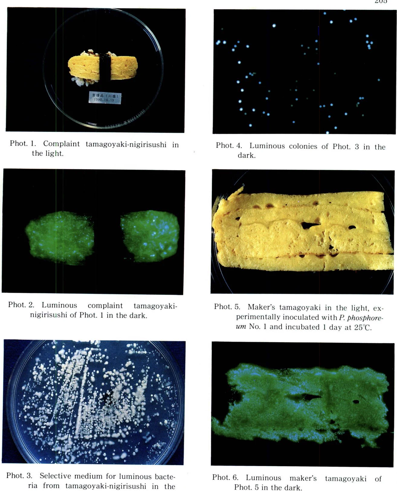 玉子焼きにぎり寿司が深夜に青白く光る！？インパクトのある発光細菌の論文！