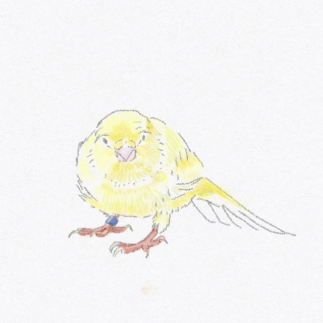 西村いなり On Twitter 懐かないカナリア カナリア 鳥 なつかない 動物 Animal イラスト イラスト好きな人と繋がりたい Bird 威嚇 Illust