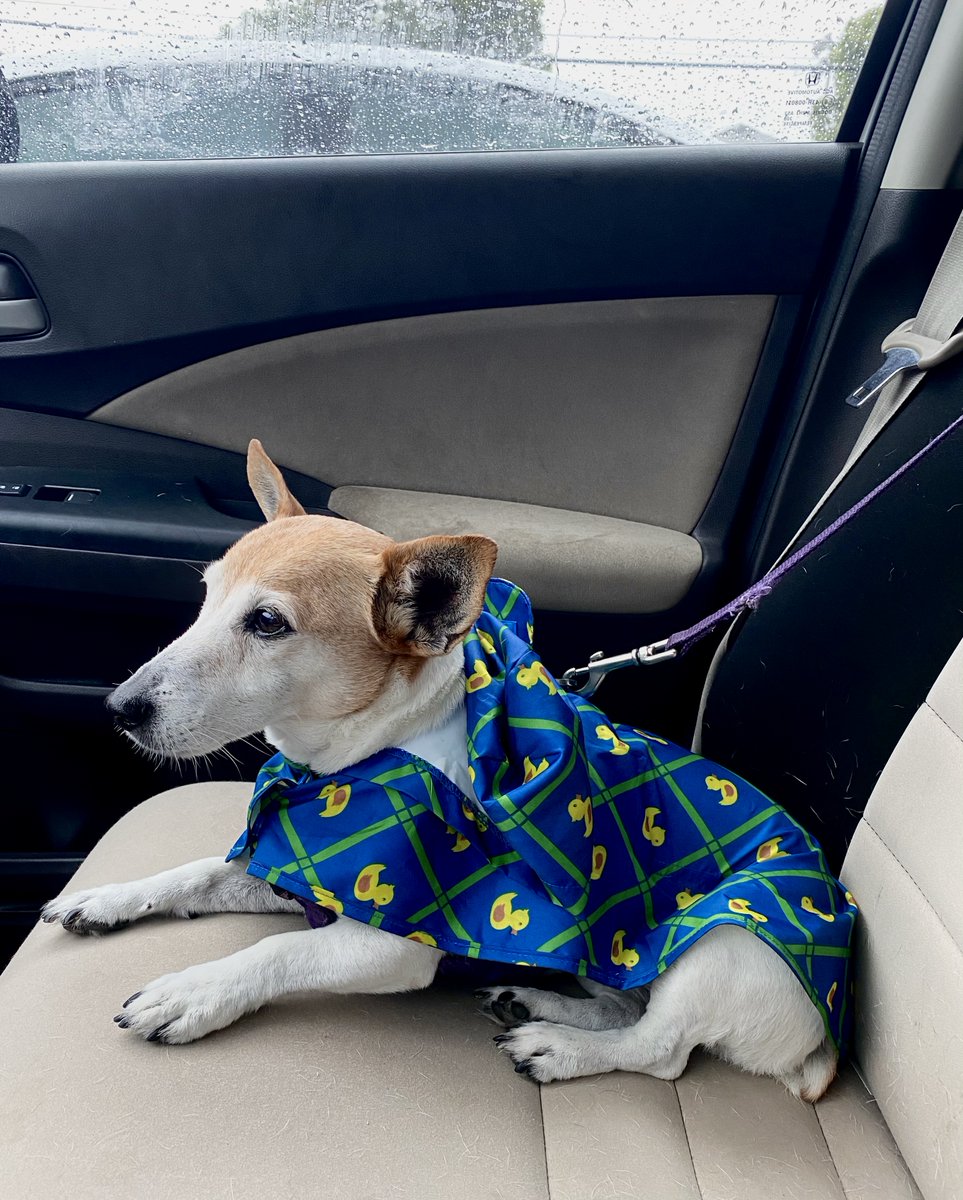 PrettyGoodPR's tweet image. My dog is saddened by the wingnut BS about AOC.