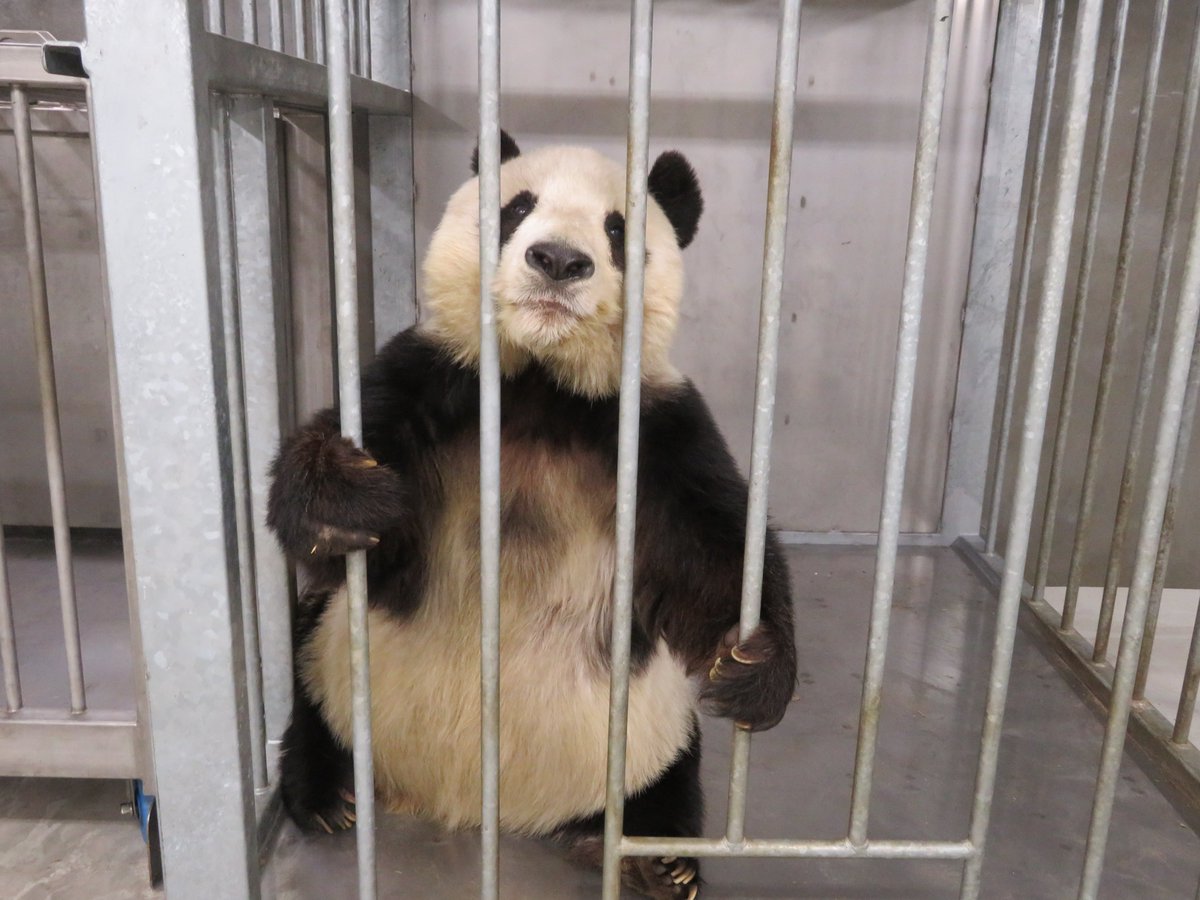 神戸市立王子動物園 公式 さぁ 今からトレーニング頑張ります とやる気満々なたんたんさん ぼくもたんたんさんに負けないように もっと上手くならないとと日々精進中ですよ 本日もお疲れ様でした たんたんさん また明日ね きょうの