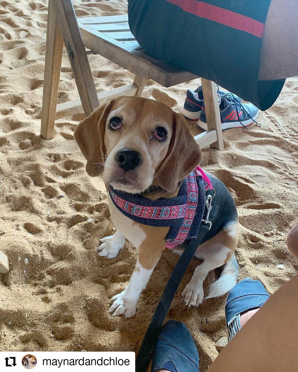CleopatraDiana3's tweet photo. That be our rockstar sister Chloe showing off her very personalised luxury harness.
.
For details on all our products ping us on +91 9619601144 or drop by https://t.co/WcFx86gCsi
.
#petparents #puppy #friday #pets #leash #beagle #collars #beagles #harness https://t.co/mRGsgvokZS