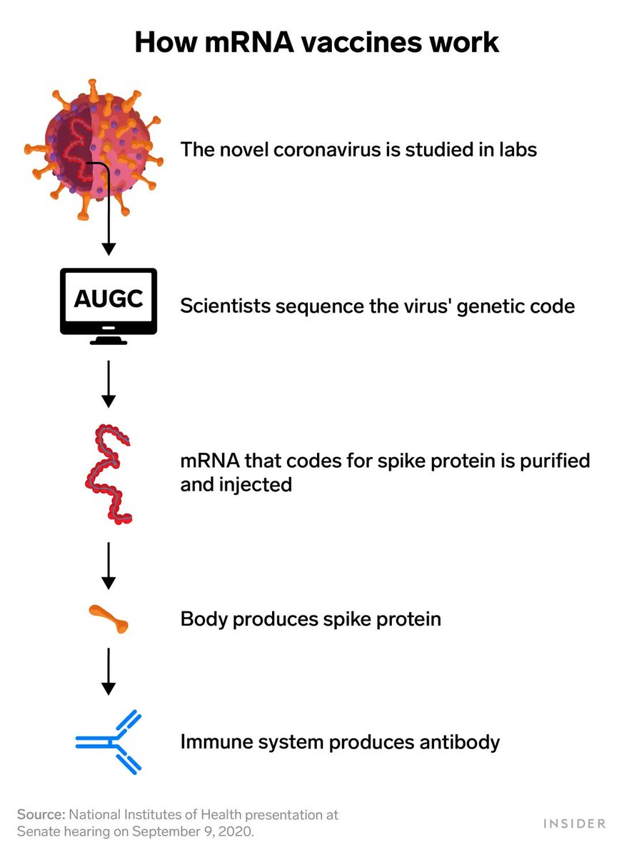 The mRNA instructions are for the spike protein ONLY, and not the rest of the virus. Imagine the recipe for the icing of a cake. But ONLY the icing.The cell reads these instructions and makes the spike protein which then leave the cell. /12