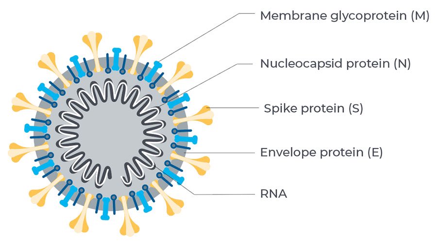 There are now 5 (and counting!) Covid vaccines and they make use of some of the above, while implementing new(ish) technology.The first are the mRNA vaccines. Scientists decided the best antigen to target was the ‘spike protein’ /10