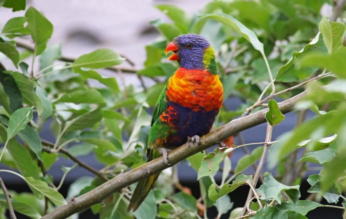 SandyHorne61's tweet photo. Look at this apple thief. Butter wouldn't melt in its mouth. 
@ParrotOfTheDay @Britnatureguide @FeckBird @UrbanBirdsOz @GSBioblitz @BirdlifeOz @TTGCouncil #BirdsSeenin2021 #ModburyHeights #SouthAustralia #lorikeet https://t.co/0n7xyKOQra