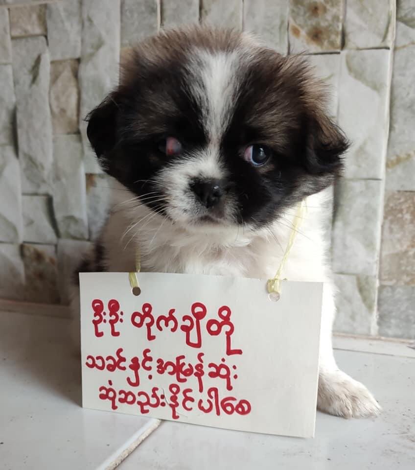 twice_myanmar's tweet photo. Fighting Taichito Movement. Today, some of myanmar dog’s owner are posting their wishes to Taichito, a dog of Aung San Su Kyi. Taichito,and also We, Myanmar people want our leader Aung San Su Kyi. 

#HearTheVoiceOfMyanmar #RespectOurVotes https://t.co/9RD9Ir5TvU