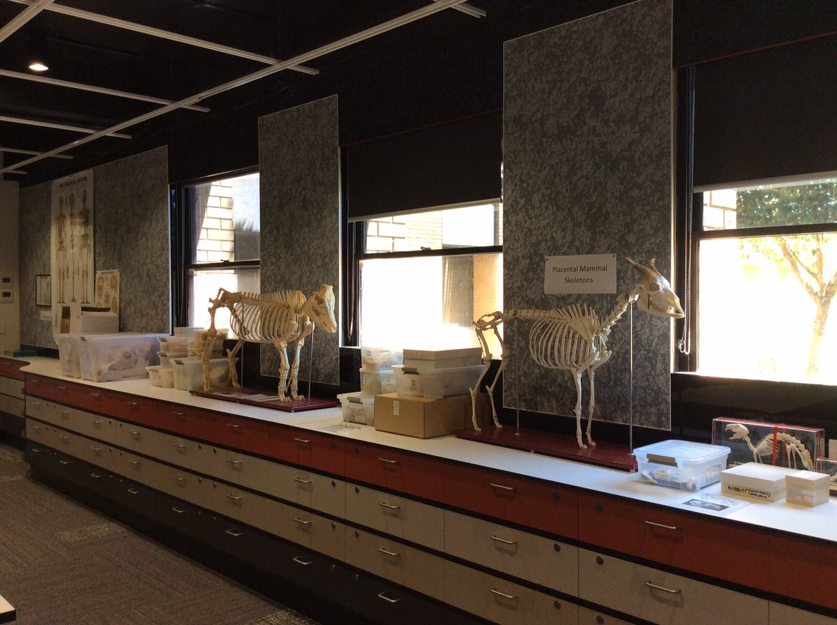 jillian_garvey's tweet photo. So after almost a year away from teaching students on campus, the new @LTUArchaeology teaching lab is all set up to teach our #ARC5BON Human and Animal Bones summer intensive subject next week. I hope the students are as excited as I am! @latrobe #zooarchaeology https://t.co/hZ0uvoZuQG