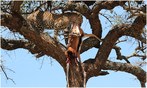 Nice spot for lunch! 

Leopard takes prey up a tree to enjoy its meal with a spectacular view of the #savannah.

#wildlifeart #tanzaniawildlifeprotection #naturephotography #wildlifetour #wildlifeperfection #wildlife_aroundworld #wildlifeearth #wildlifeplanet #wildlifephotograpy