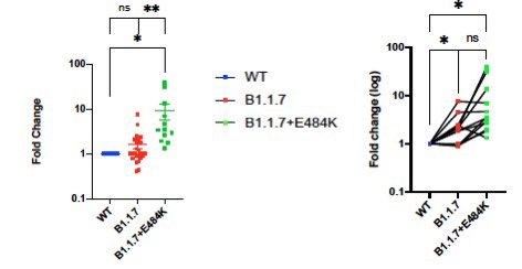 19) So what do we know about the  #B117+E484K combo sublineage? Not much except this preprint study showing it is might be more resistant to antibody neutralization (more antibodies needed in lab study to neutralize the pseudovirus) than the common strain and the regular B117.