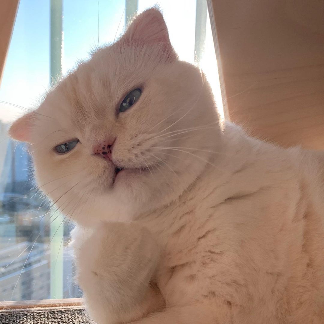 Meowed's tweet photo. From soonmoo_cat

What if my human is not my pet ...

#meowed #meowedofficial #themeowedclub #CaptionThis https://t.co/1Cp79MzxyX