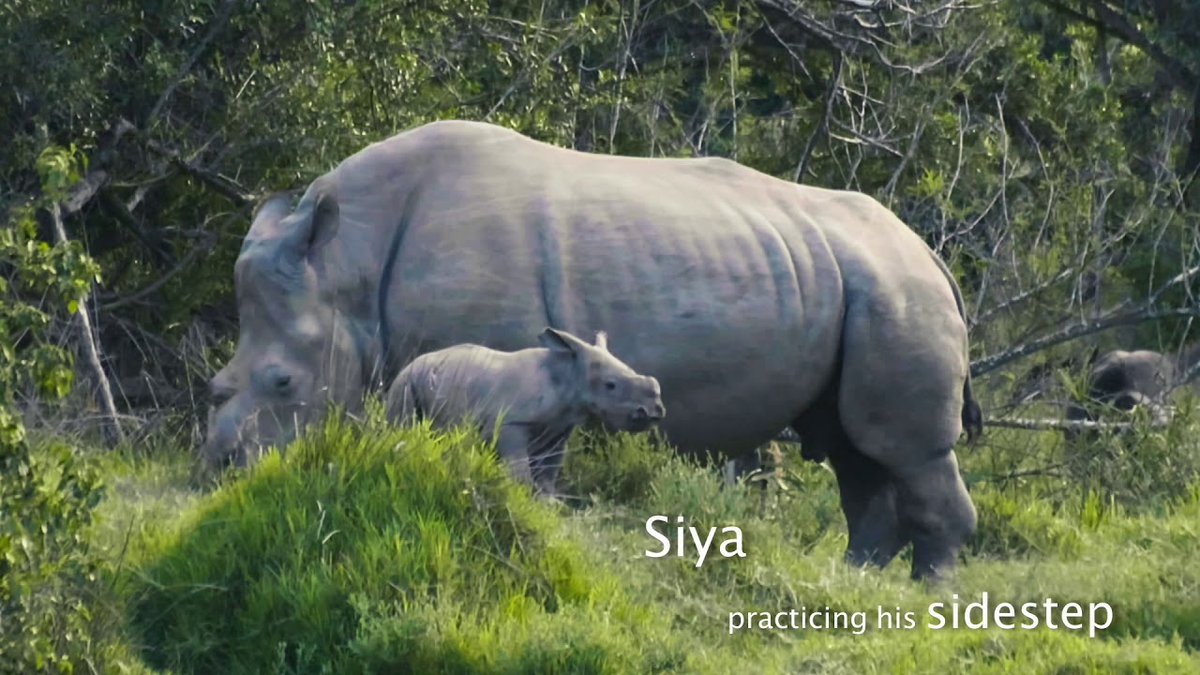 We love this video of poaching survivor Thandi &amp; her 4th calf Siya! youtu.be/ZIbqCOYdEhI. Help keep them safe by adopting them via <a href="/HelpingRhinos/">Helping Rhinos 🦏</a> - a great Valentine's gift: helpingrhinos.org/adopt-thandi/. #rhinofriday #rhinolove <a href="/SiyaKolisi_Bear/">Siya Kolisi</a>  
📹 <a href="/FergClarkPhoto/">Ferg Clark Pictures</a>