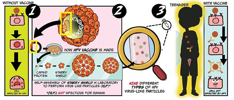  #WorldCancerDay   #worldcancerday2021  A POWERFUL  #vaccine against HPV is created using yeast cells to produce VLPs that mimic the actual HPVNext, our immune system fights efficiently the virus thanks to the vaccine previously receivedSee our article: https://kids.frontiersin.org/article/10.3389/frym.2020.558213Arrow