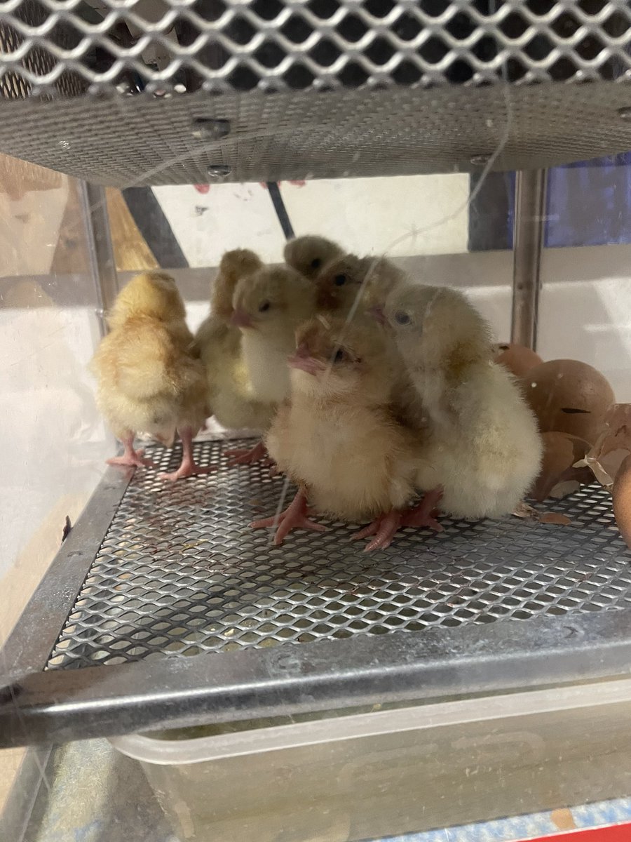 YewTreeSandwell's tweet photo. Lots of activity overnight. We are up to 7 chicks with one more currently hatching. Some have now been moved to the brooding box. #ChickenWatch https://t.co/yTjpgII9MY