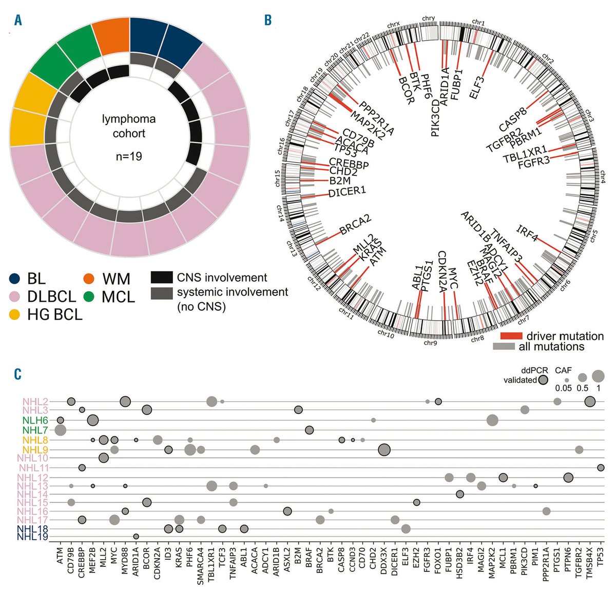Haematologica's tweet image. #CSF #ctDNA can detect #CNS lesions better than plasma #ctDNA and flow-cytometry and it can predict #CNS relapse in #CNS and systemic lymphomas. 
haematologica.org/article/view/9…