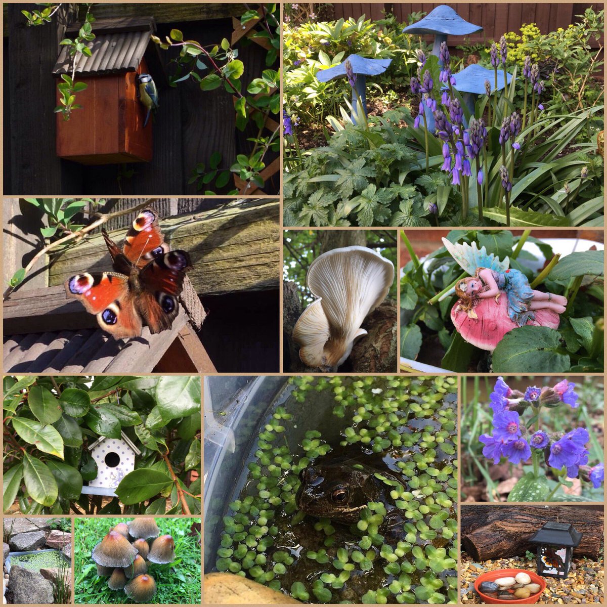 Good morning. Fairy garden theme for #FlowersonFriday not sure if I have any fairies lol but we have visits from plenty of other creatures. Have a fab Friday 🧚🏼‍♀️🧚🏼
#gardens #FridayVibes #naturegarden