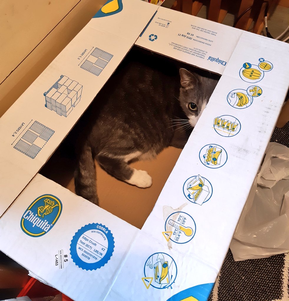 Raakelitse's tweet photo. Maru is enjoy the Box https://t.co/HAj5XpLxzb