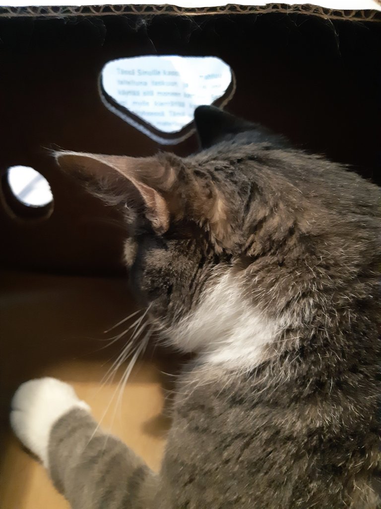 Raakelitse's tweet photo. Maru is enjoy the Box https://t.co/HAj5XpLxzb