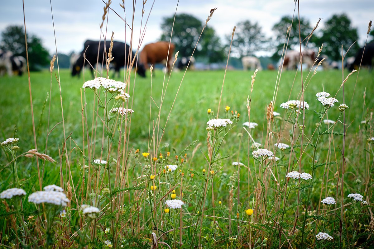 Je kennis over #stikstof uitbreiden? @AereshboDronten @HAShogeschool <a href="/WUR/">Wageningen U&R</a> bieden een opleiding bedrijfscoach stikstof aan voor #agrarische #adviseurs. 👉bit.ly/39PVn6V