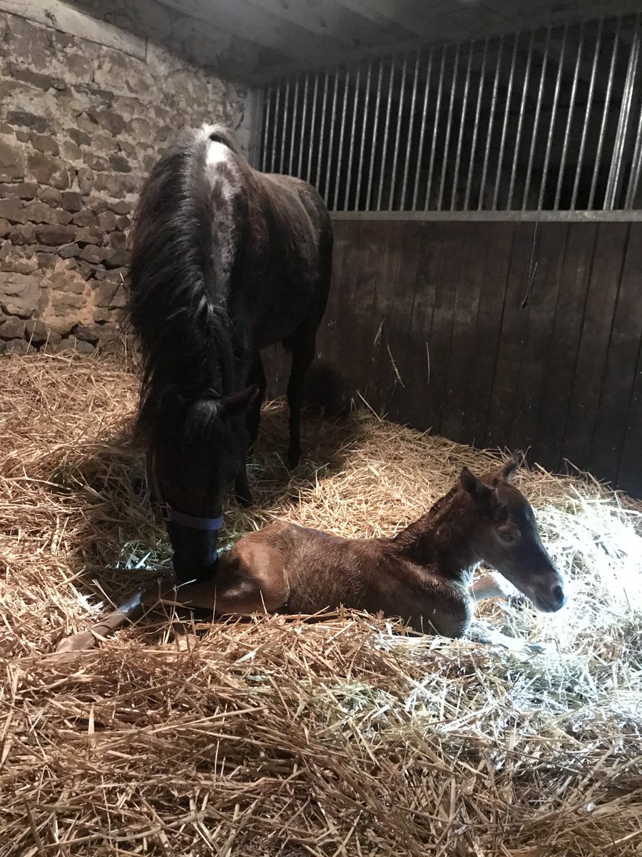 Poney de course #MatheoViel Lucy Locket . Croisement welshB et Arabe . #Ponyracing #poneysaugalop
