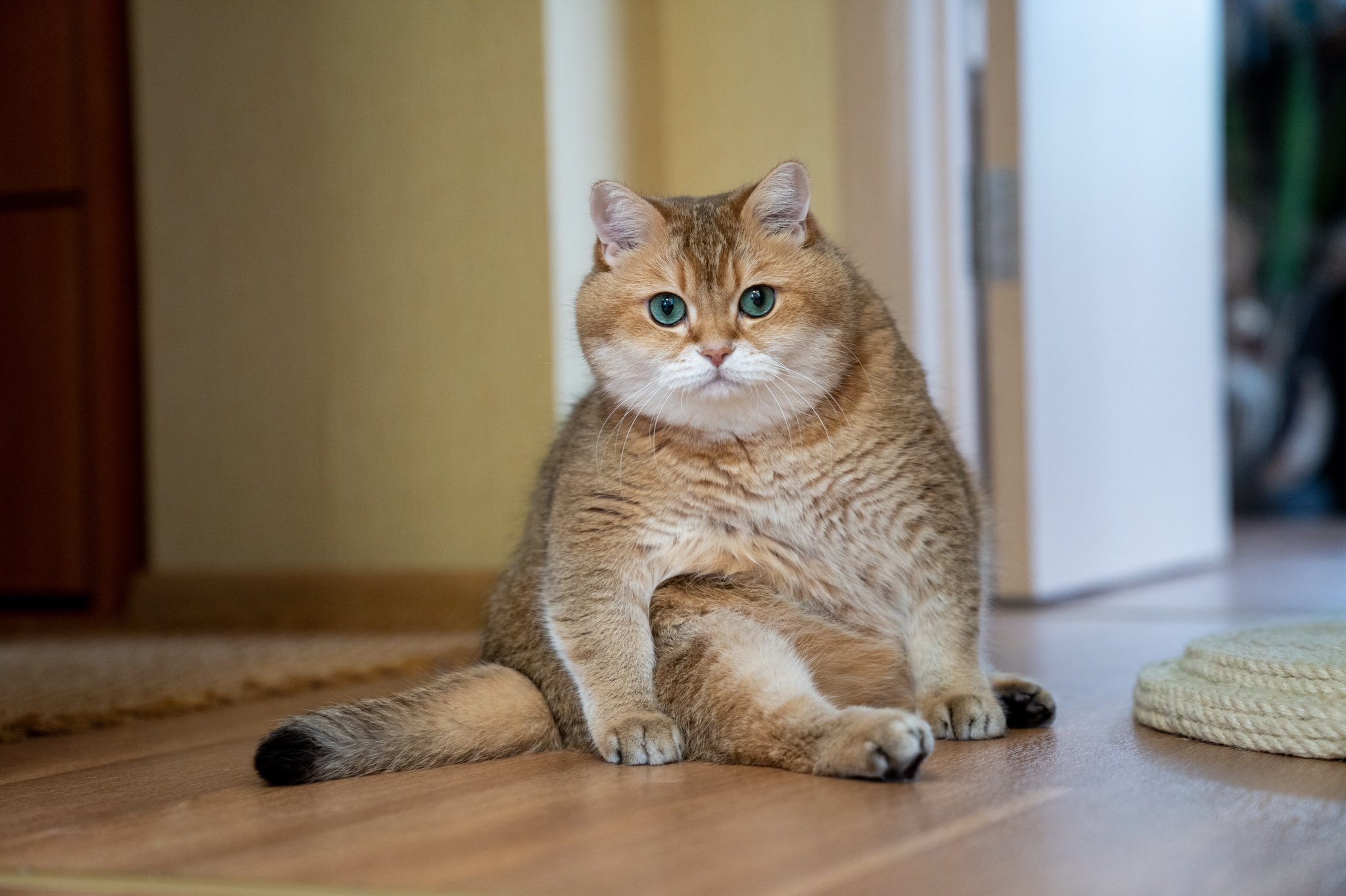 Хосико кот
