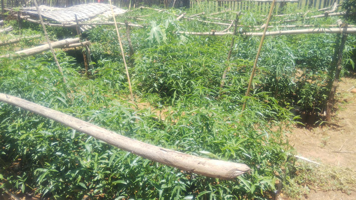 Jayah_Jacket's tweet photo. Adansonia sp #Malvales #Malvaceae, closely followed by the Kew Madagascar (Morondava) team during the production, around 5000 feets produced in the nursery by the community #APMA_restauration #Menabe_Region #USAID_Mikajy @TeamKMCC https://t.co/fEXXGz05B8