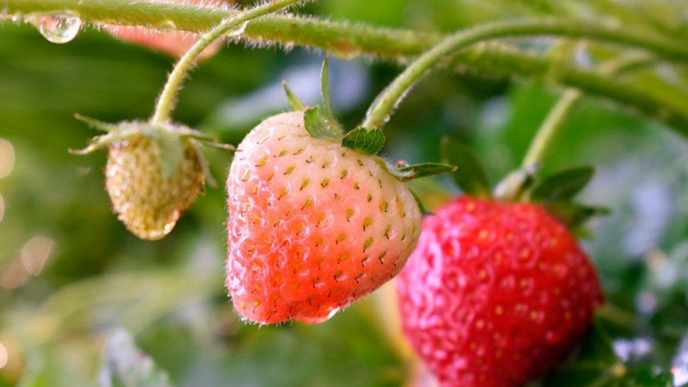 REVISTAFYH's tweet photo. ¿Cómo ahorrar un 28% de #agua en #hidroponía en #fresa? https://t.co/z9cEYu3tlb @Freshuelvaes @ferdonana #berries https://t.co/kfrkkJlar5
