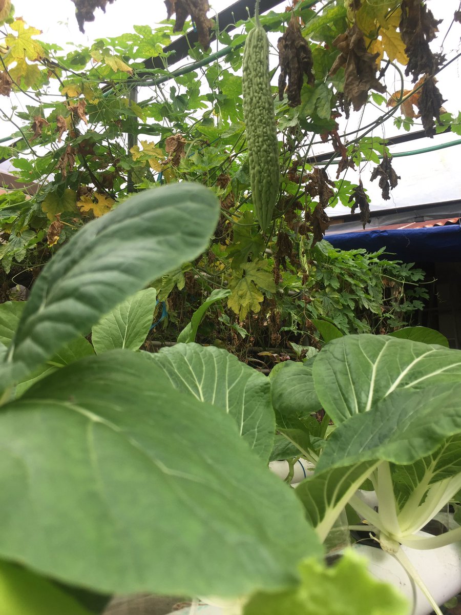 conces__'s tweet photo. Berkebun itu menambah imun. Plus pengeluaran hari2 jg berkurang 🦋💚 https://t.co/vzg5rfMmMV