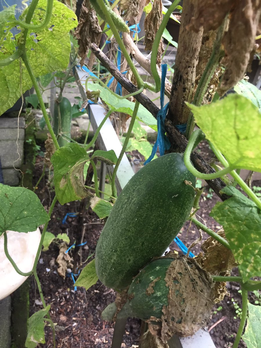 conces__'s tweet photo. Berkebun itu menambah imun. Plus pengeluaran hari2 jg berkurang 🦋💚 https://t.co/vzg5rfMmMV
