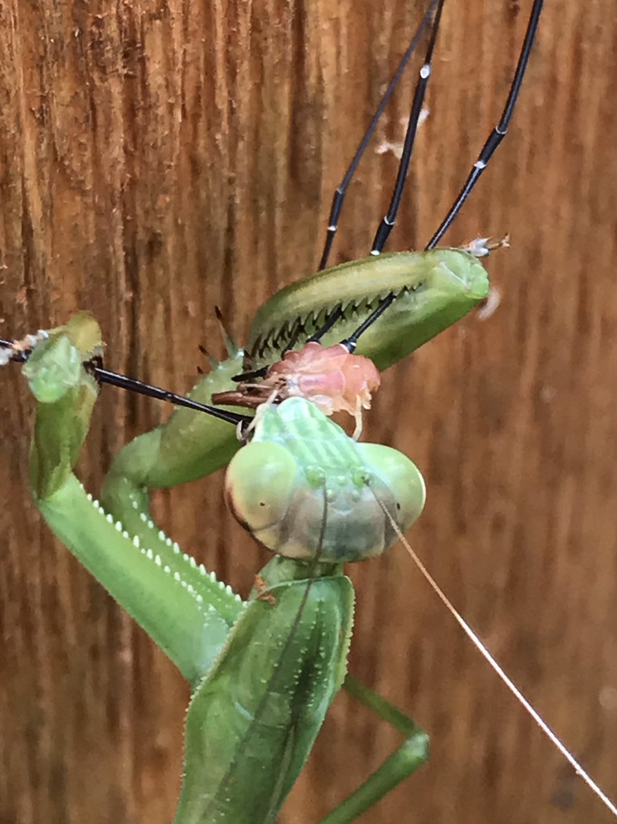 Spent the day looking for egg cases of the 4 local praying mantis species.  Carolina mantis is native but Chinese, Narrow-winged, and European mantises are not.  Photos show ootheca of a Chinese (left) and a European mantis and a European mantis feeding on harvestman last summer.