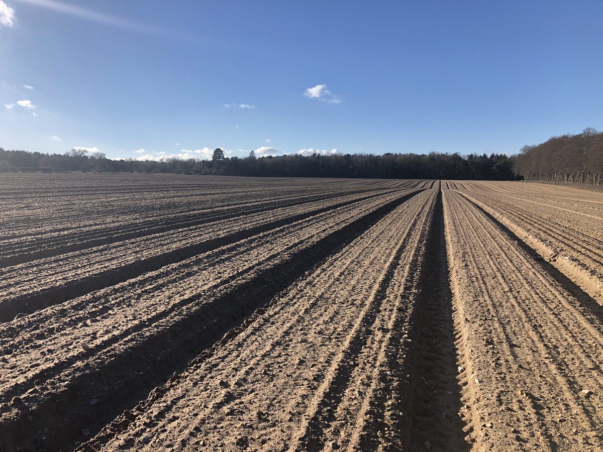 fleming_duncan's tweet photo. Jagro sets on the move 🧅 🧅💨💨 ☀️☀️ @tomwestrope @WestropeFarming @3musketeersltd @SuffolkProduce https://t.co/oMvp1GFSil