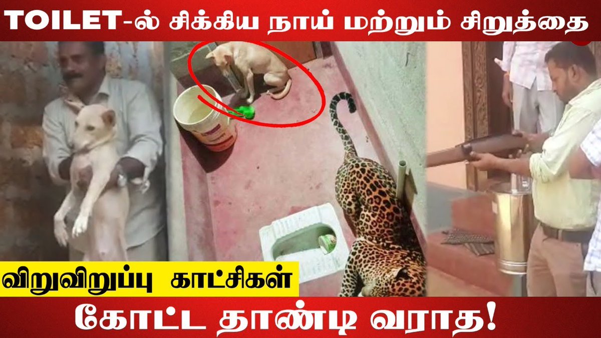 galattadotcom's tweet photo. 🔴VIRAL VIDEO : சிறுத்தையிடம் சிக்கிய நாய் ..! | Dog Vs leopard
Watch here - https://t.co/phnmmFNqdr
#leopard #Dog #LEOPARDvsDOG https://t.co/Y7TbtKwO6f