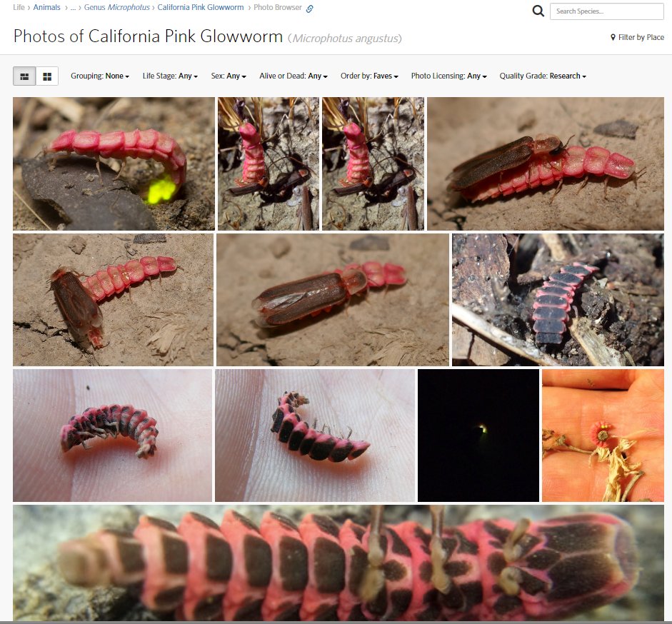 Oliver Keller Ph.D. (@dr_firefly) on Twitter photo #FireflyMagic Day 36. Our first #firefly from CA is Microphotus angustus the #California Pink Glowworm. The female retains a larval-like appearance and glows while the male looks like a normal firefly but has no light organs as an adult. Great pics on <a href="/inaturalist/">iNaturalist</a> #FireflyFriday #FireflyMagic Day 36. Our first #firefly from CA is Microphotus angustus the #California Pink Glowworm. The female retains a larval-like appearance and glows while the male looks like a normal firefly but has no light organs as an adult. Great pics on <a href="/inaturalist/">iNaturalist</a> #FireflyFriday