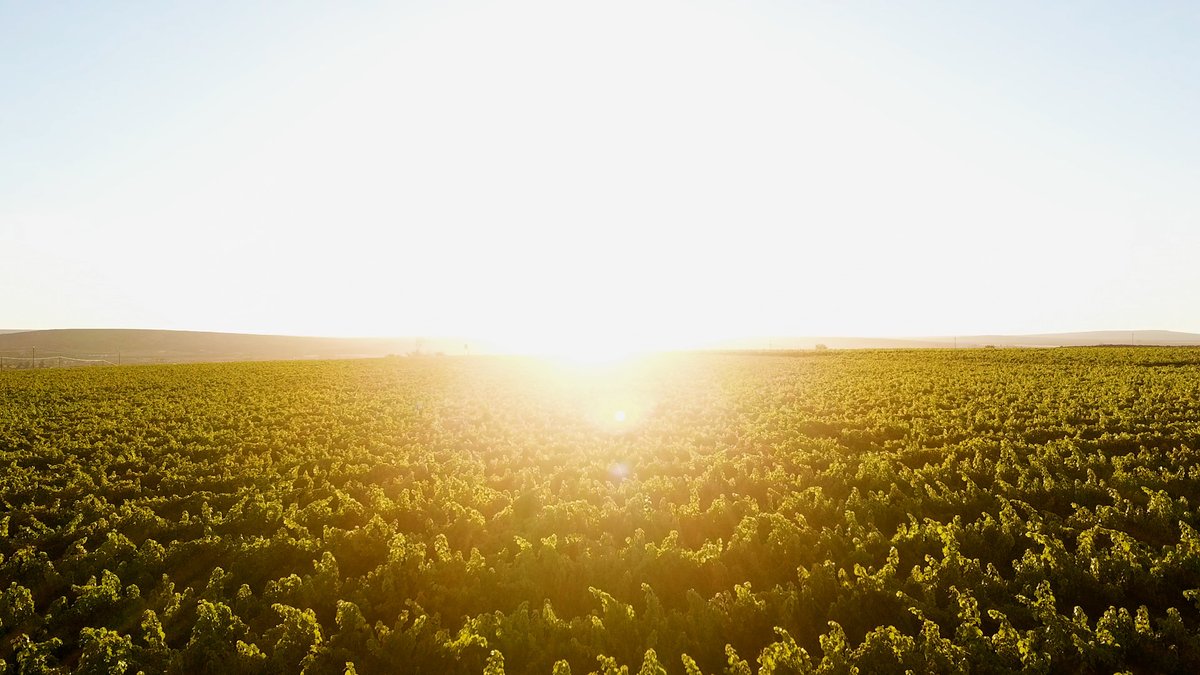 Innovation is at the heart of what we do.

Stellar Winery is the largest producer of fine, organic, fairtrade wines in South Africa and the largest global producer of no-added-sulphur wines.

Enjoy the Stellar experience.

#StellarWinery #Winery