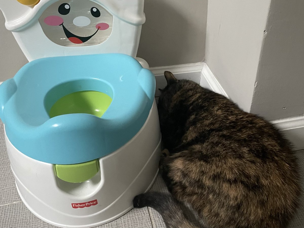 Moloknee's tweet photo. Not sure what S’more got up to last night (or into) but she woke up next to the toilet. #hungoverkitty https://t.co/fmKpSzVxI4