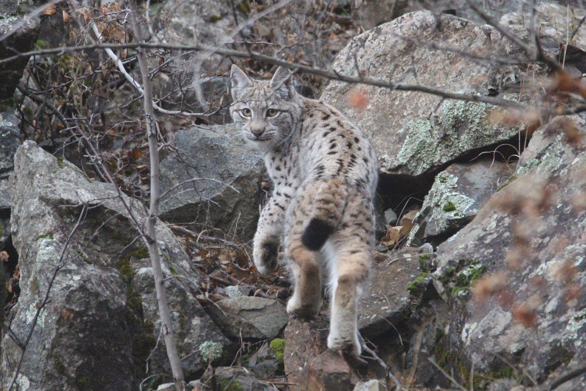 2021 Yılı Erzurum da her hafta bir türde; 1. hafta Vaşak ( Lynx Lynx)
Fotoğraf; Y. KOTAN