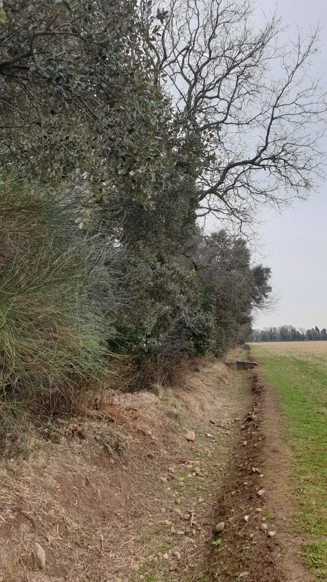 symcrau's tweet photo. Ce matin visite terrain avec @afacagrofo @SauvonsLeau &amp; porteurs des Paiements pour Services Environnementaux de @MaRegionSud &amp; @Occitanie
 au Domaine du Merle : comprendre et intégrer les spécificités des #haies méditerranéennes au #labelhaie imposé aux #agriculteurs dans #PSE https://t.co/jmGaM7peeV