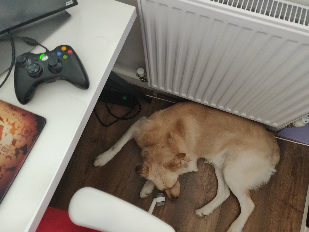 darthtelle's tweet photo. Best thing about swapping offices with @TiarnyMN so far is that apparently Apollo is attached to the room and not the human. I am now the chosen one. ❤️ #RareFromHome #RareDoggos https://t.co/DiO4js1Fb6