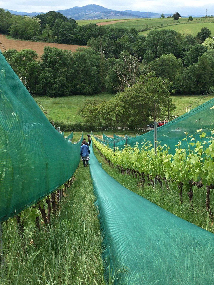 #Climat Besoin de références techniques et concrètes pour protéger les vignes de la #grêle et du gel de printemps ? Suivez la formation IFV du mardi 2 mars à Villefranche/Saône et découvrez les solutions de lutte existantes. Pour en savoir plus: vignevin.com/ifv-services/f…