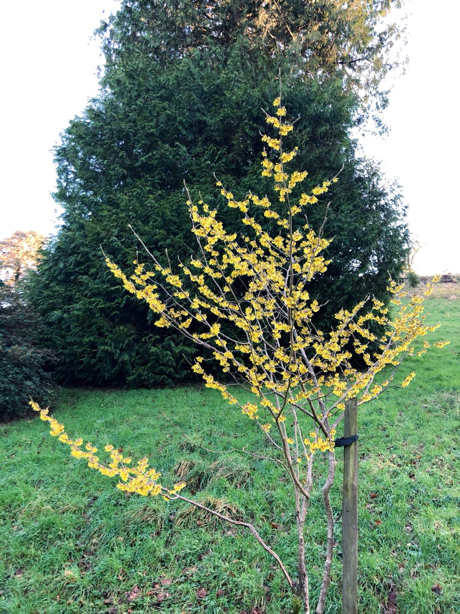 Castlehilldevon's tweet image. Injecting a pop of colour into the gardens today is this Hamamelis x Intermedia Arnold Promise. Its common name is Witch Hazel and it has lovely fragrant yellow flowers during the winter.  Adding some much needed colour to lift our spirits into the weekend.