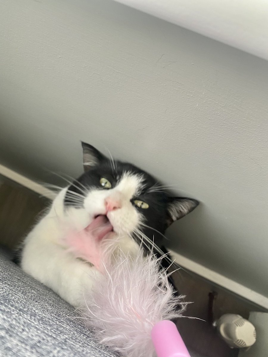 HettyMilly's tweet photo. Playzing with me sister and iz by accidents broke it... Whoops🙀 #ZSHQ https://t.co/5ziSci2tAa