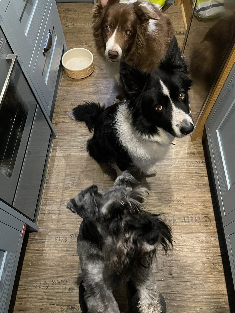 BobBertandMargo's tweet photo. Can you guess what mumโs doing ๐๐๐๐ถ๐ถ๐ถ
#DogsofTwittter #SchnauzerGang #CollieClub https://t.co/nVviQ5Veye