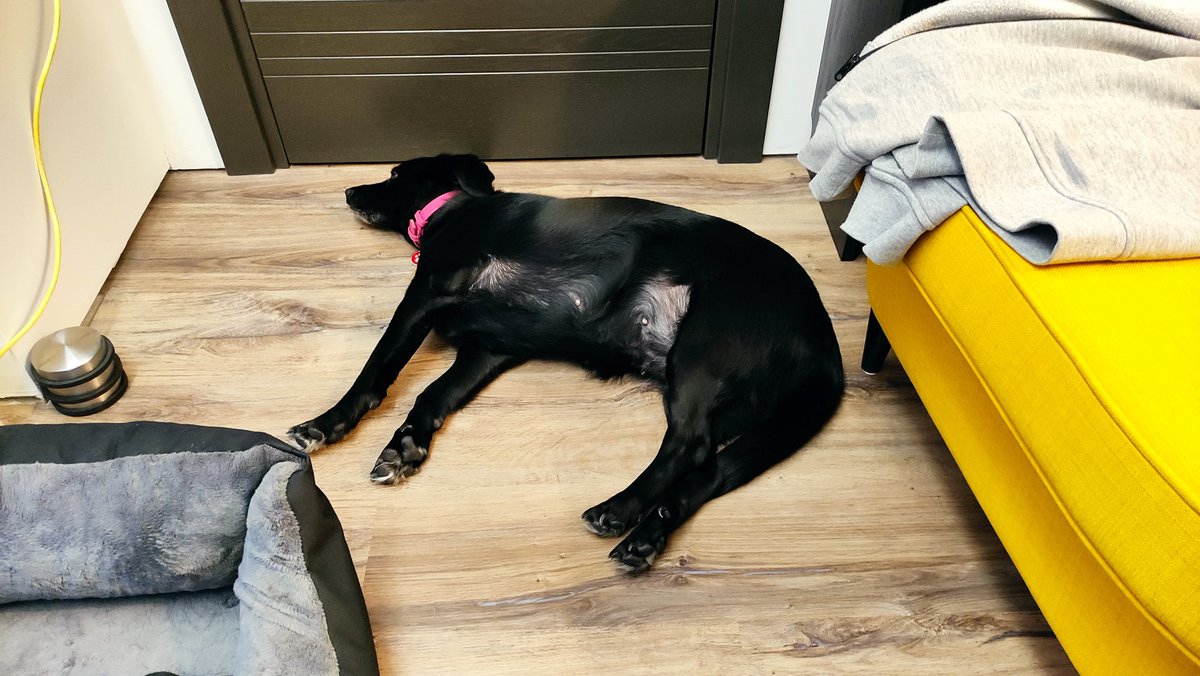 My doggo is having the best time of her life ever since I switched to fully remote work 🥰

Here you can see her guarding the home-office while I am #coding 😴

#remotework #WFH #blackdog #homeoffice