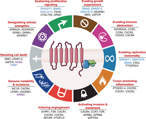 FEBS_Letters's tweet photo. Review: G protein-coupled receptors and heterotrimeric #Gproteins as #cancerdrivers

➡https://t.co/jdZMm1YWCO

#worldcancerday #GPCRs #cancer #cancerbiology #cancermetabolism #immunetherapy #metastasis #cellsignaling #hallmarksofcancer #tumorangiogenesis https://t.co/aKd97VE9ET