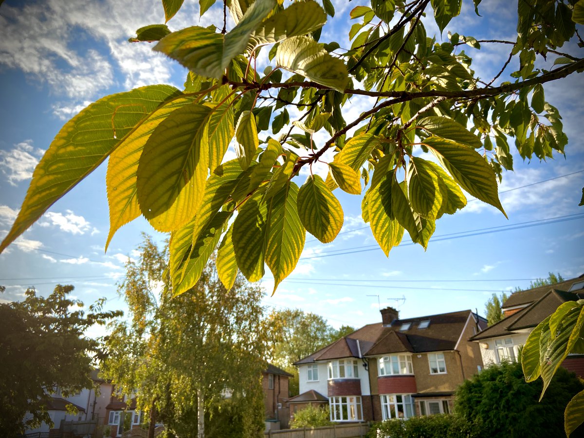Citizens funding street trees...whatever next? 

Research conducted with Southampton residents, by Dr Helen J Davies, on attitudes to street tree planting, showed that of those asked whether they'd be willing to financially contribute, 74% said they would. soton-tree.uk