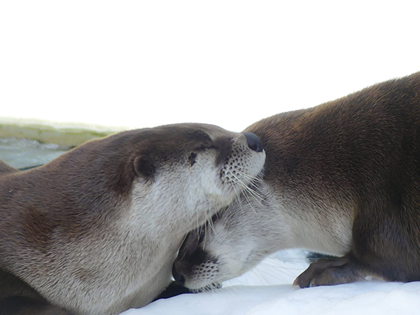 TheDailyOtter's tweet photo. Snowy nuzzles https://t.co/BKJjmsErzu 📸: @kurinoigaiga https://t.co/GbtMmP7RvL
