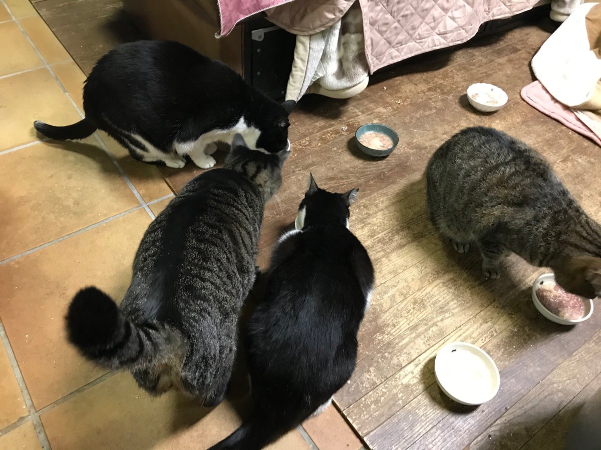 しっぽな 多頭飼育崩壊レスキュー V Twitter 多頭飼育崩壊保護猫たち晩ご飯です ご支援いただいたフード 早速美味しくいただいております 半額ゲットの 焼津のまぐろ も食べてくれました ブッチくんは また体調が悪くなってきたようで うずくまって動きませ