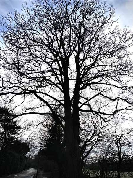Here are a few photos from our Year 4 well-being walk yesterday.Students were asked to walk, relax, and take 2 photos. One of a living thing and another of a building or object. @KGS_Wellbeing  @KGSheadmaster